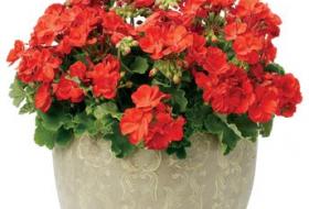 Over Winter Plants