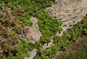 sedum growing on stone wall