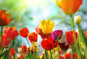 spring tulips
