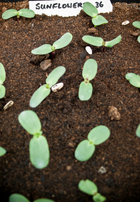 148142-288x417-Sunflower-seedlings-germi