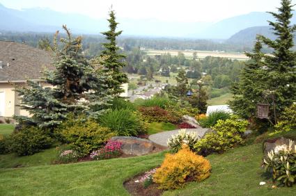 Small Evergreen Shrubs for Landscaping