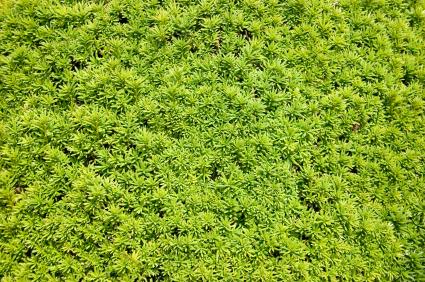 evergreen bushes and shrubs www pixshark com images galleries with a bite evergreen bushes and shrubs www pixshark com images galleries with a bite