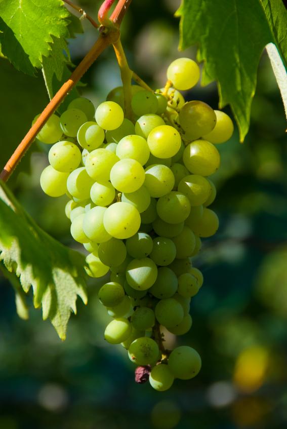 Which Fruits Grow on Vines [Slideshow]
