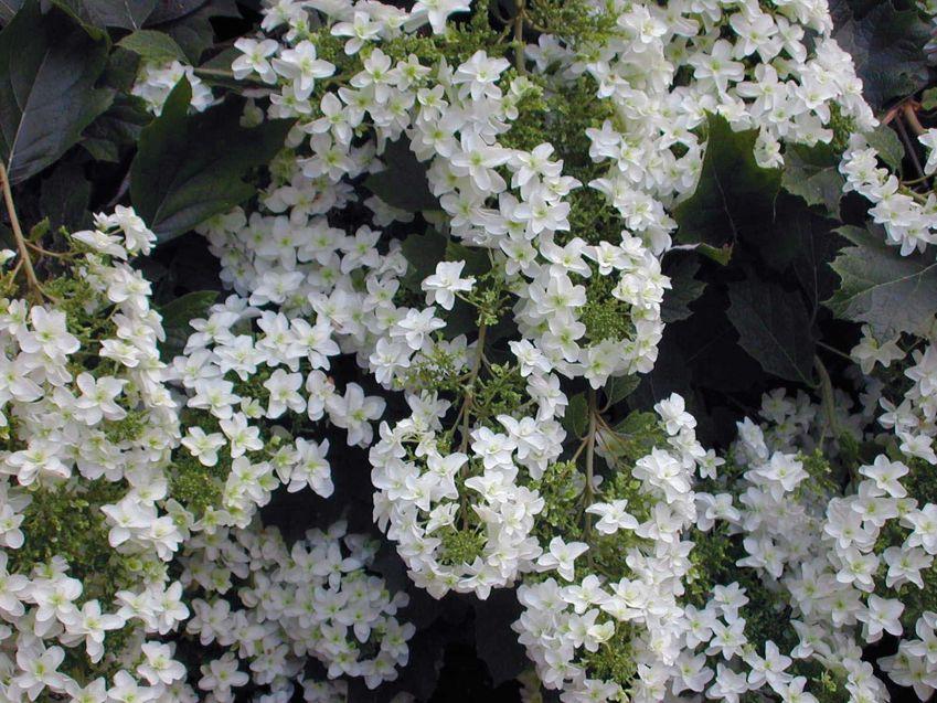 Pictures of Hydrangea Varieties [Slideshow]