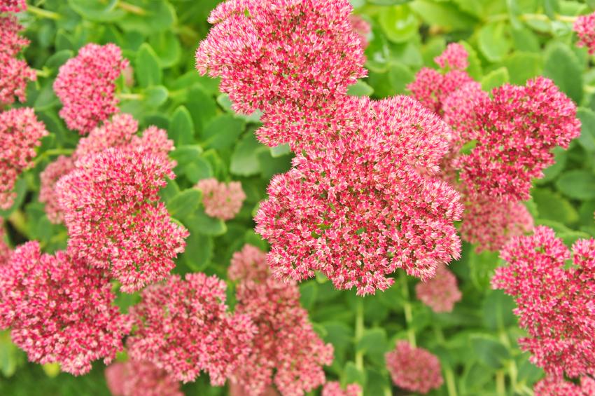 different kinds of stonecrop sedum slideshow different kinds of stonecrop sedum slideshow