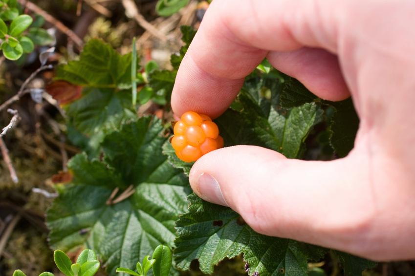 Plant Pollination [Slideshow]