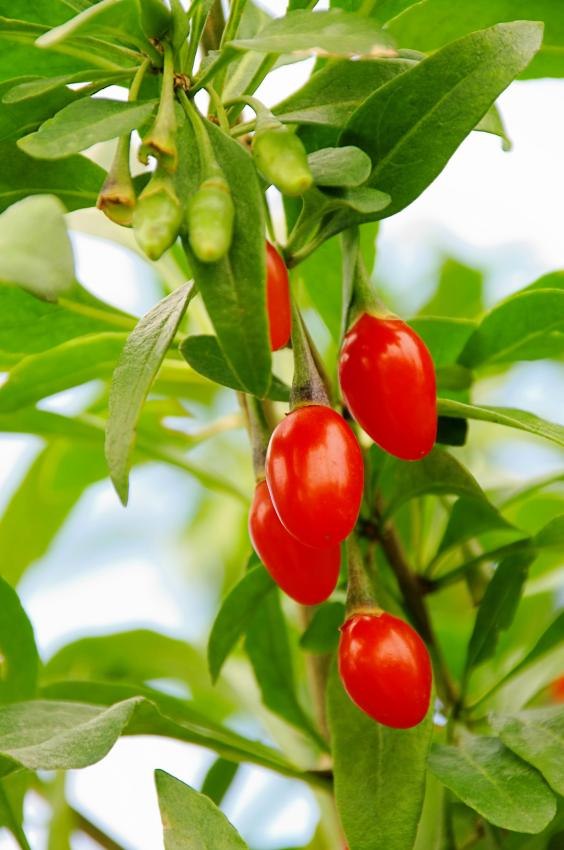 which berries grow on trees slideshow which berries grow on trees slideshow