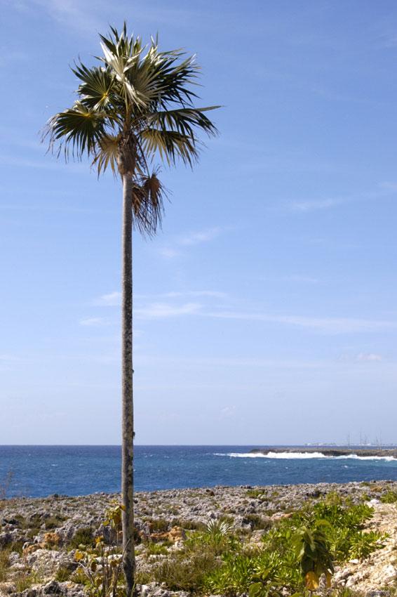 Pictures of Different Types of Palm Trees [Slideshow]