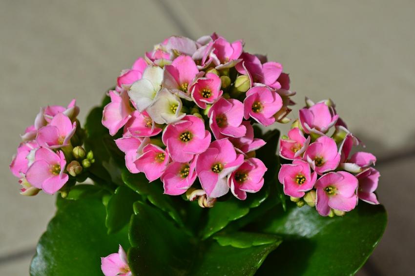 Common Flowering Houseplants [Slideshow]