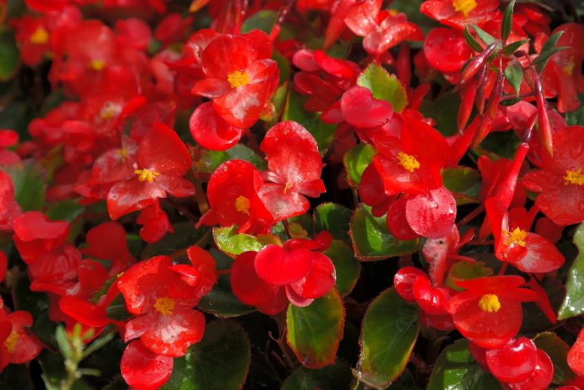 Common Flowering Houseplants [Slideshow]