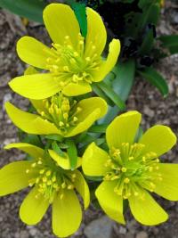  Winter Aconite