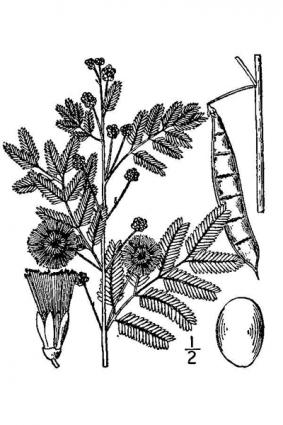 prairie acacia