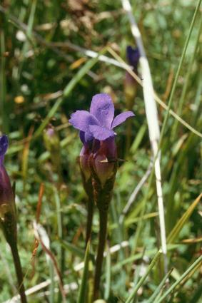fringed Gentian