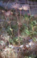 Geum triflorum