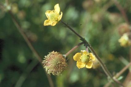 Geum