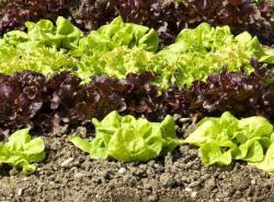 lettuce