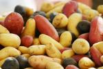 many varieties of potatoes