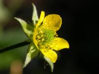 Geum