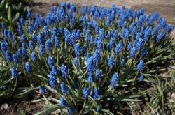  Muscari
