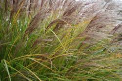 lornamental grass