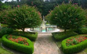 shrubs