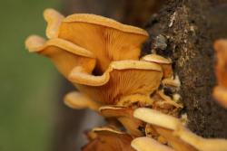 bracket fungi