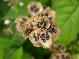seeds in pods