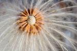 seeds