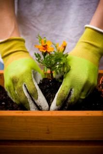 Gardening Basics