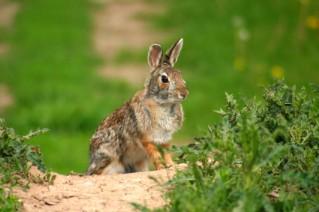 Eastern Cottontail