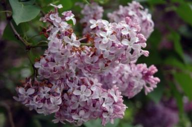 Lilac