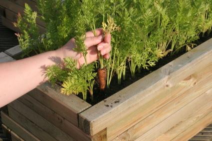 Raised Bed Gardening