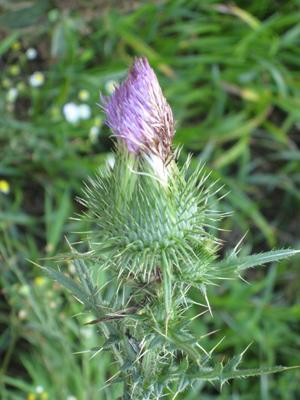 wild thistle plant