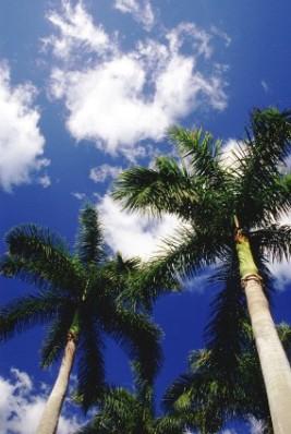 Royal Palm Trees