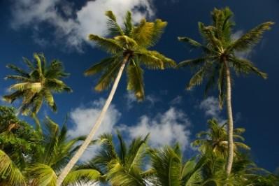 Palm Grove
