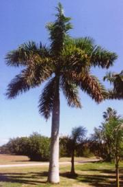 Florida Royal Palm <em>Roystonea elata</em>