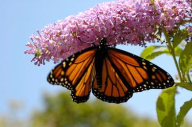 Butterfly Bush