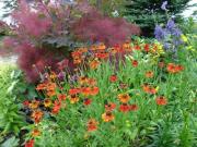 Low maintenance garden