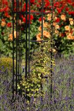 Wrought Iron Garden Obelisks