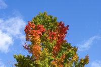 Pruning maple trees gives them a beautiful shape.