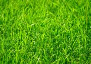 beautiful lawn