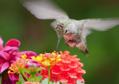 Hummingbird on lantana flowers