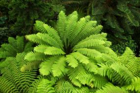 tree fern