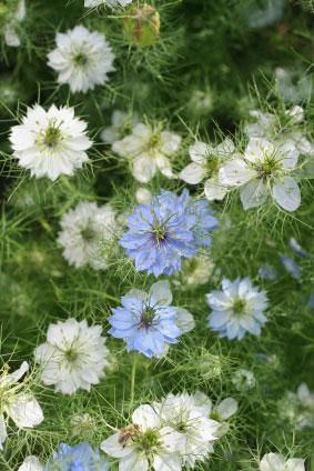 fennel flower