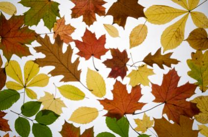 Replay: Tree Identification