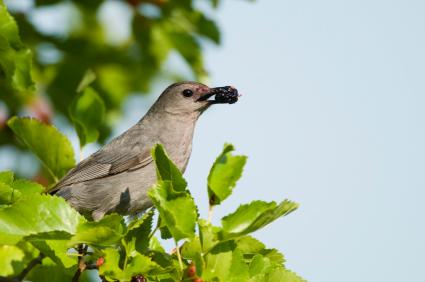 Which Berries Grow on Trees?