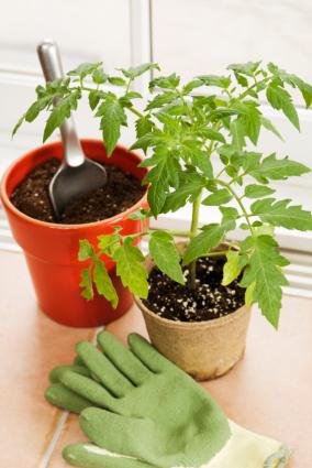 Grow Vegetables in Containers
