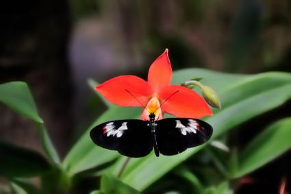 Tropical Plants for Outdoor Summer Containers