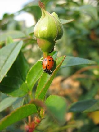 Beneficial Garden Bugs