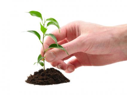Replay: Free Tree Seedling